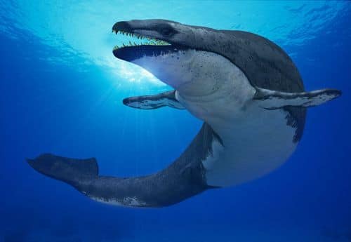 RÃ©sultat de recherche d'images pour "Basilosaurus"